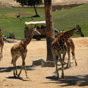 Lukas Gage Instagram - we bought a zoo @sdzsafaripark @sandiegozoo 🐘