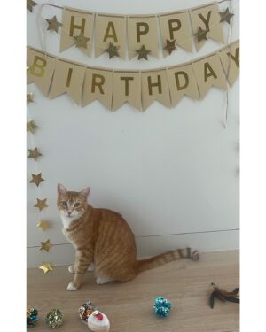 Lupita Nyong'o Instagram - Go Yoyo! It’s yo birthday! 💖🐈🎂 

Please join me in wishing him a very happy 3rd birthday! 🎁 #Yoyoyyo #ChildlessCatLady