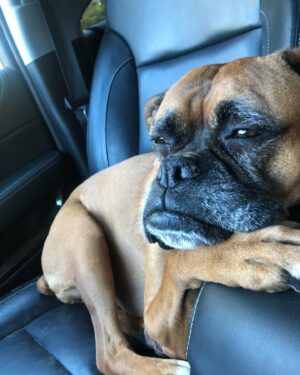 Maci Bookout Instagram - After months of vet/specialist visits and praying for answers, we finally received a diagnosis for our sweet Bonnie Girl. 

Although the diagnosis is not at all what we hoped for, I am trying my best to stay positive and be thankful for the short amount of time we have left with her.

Bonnie is already our pretty-pretty spoiled princess, but we will definitely be taking her “spoiled-ness” to new heights in the final weeks she is here with us. 

All that we can give her will never amount to all that she continues to give us. Please pray for comfort and peace for my bestest friend, my Bonnie Girl. 

💜🐶✨🐾

“Dogs have a way of finding the people who need them, filling an emptiness we don't even know we have.” 
 -Thom Jones

#bonniegirl #bonnietheboxer #boxermom
#boxersofinstagram