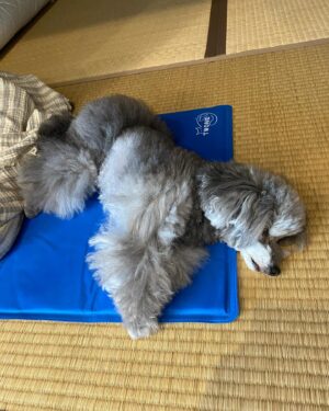 Mami Kumagai Instagram - 脇汗、

ぴっしょり。

お恥ずかしい限り

緊張で顔がほてってるし。

徹子さんの優しさ
包容力に
安心いたしました。

徹子の部屋のスタッフの皆様
ありがとうございました。

はぁ。

国民的番組に出させていただける緊張感。

ぱないです。

これからも精進します。

ももたんはぐっすり休んでます。

#徹子の部屋
#熊谷真実
#ど緊張
#徹子の部屋
#黒柳徹子さん
#ありがとうございました