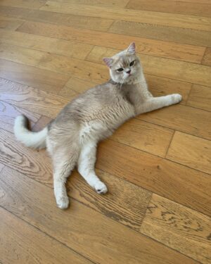 Marie Legault Instagram - Août démarre avec le mouvement olympien parisien 🇫🇷

1- yoga chez @jivamuktiyogaparis 🧘🏻‍♀️
2-honorer la flamme olympique 🙃
3-cat stretching 😻 @agatha.trass 🙏🏻
4-visite touristique 
5- 10000 pas/ jour @asicsrunning 👟
6- carnet n/b 📷 of Paris 
7-équilibre  #colonnesdeburen 
8-reformer  @anouck_swanpilates belle rencontre 💃spécial dédicace prénom 🫶🏻 comme ma fille 
9- Green détox 🥤X 2 @anouk.hamel 💚

#august2024 #paris2024 #parisienne #yogagirl #pilatesgirl #healthylifestyle #vieparisienne #beautifuldestinations #photonoiretblanc #moodpassion #sourire #catlover