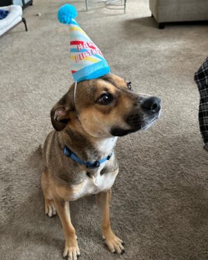 Mark Grossman Instagram - Happy birthday, Oakley! I can’t believe he’s already a year old. He came into my life when he was about 3 months. Some jackass left him on the side of the road(see pic) before someone brought him to @wagmorpets I’m glad to give him the home he deserves. Here’s to many more years and adventures ya handsome little dude 🐶
