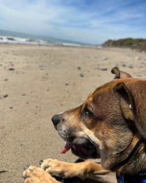 Mark Grossman Instagram - Happy birthday, Oakley! I can’t believe he’s already a year old. He came into my life when he was about 3 months. Some jackass left him on the side of the road(see pic) before someone brought him to @wagmorpets I’m glad to give him the home he deserves. Here’s to many more years and adventures ya handsome little dude 🐶