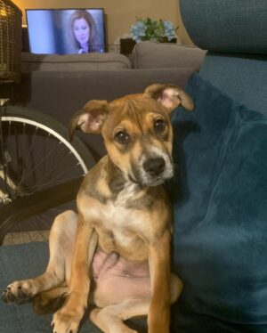 Mark Grossman Instagram - Happy birthday, Oakley! I can’t believe he’s already a year old. He came into my life when he was about 3 months. Some jackass left him on the side of the road(see pic) before someone brought him to @wagmorpets I’m glad to give him the home he deserves. Here’s to many more years and adventures ya handsome little dude 🐶