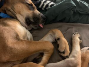 Mark Grossman Instagram - Happy birthday, Oakley! I can’t believe he’s already a year old. He came into my life when he was about 3 months. Some jackass left him on the side of the road(see pic) before someone brought him to @wagmorpets I’m glad to give him the home he deserves. Here’s to many more years and adventures ya handsome little dude 🐶