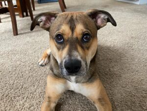 Mark Grossman Instagram - Happy birthday, Oakley! I can’t believe he’s already a year old. He came into my life when he was about 3 months. Some jackass left him on the side of the road(see pic) before someone brought him to @wagmorpets I’m glad to give him the home he deserves. Here’s to many more years and adventures ya handsome little dude 🐶