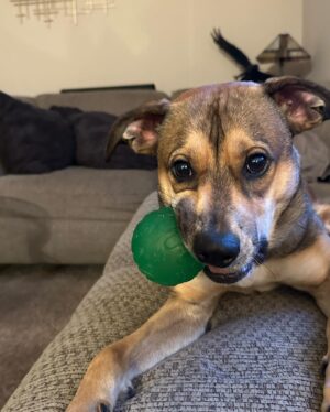 Mark Grossman Instagram - Happy birthday, Oakley! I can’t believe he’s already a year old. He came into my life when he was about 3 months. Some jackass left him on the side of the road(see pic) before someone brought him to @wagmorpets I’m glad to give him the home he deserves. Here’s to many more years and adventures ya handsome little dude 🐶