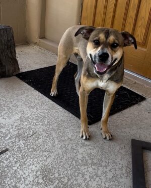 Mark Grossman Instagram - Happy birthday, Oakley! I can’t believe he’s already a year old. He came into my life when he was about 3 months. Some jackass left him on the side of the road(see pic) before someone brought him to @wagmorpets I’m glad to give him the home he deserves. Here’s to many more years and adventures ya handsome little dude 🐶