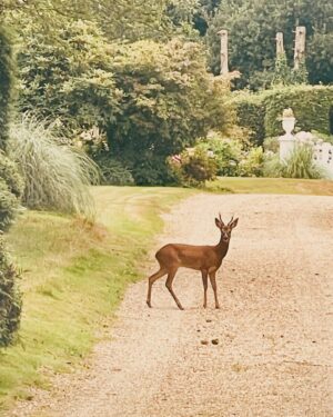 Martin Kemp Instagram - Hello Dear!
Sharing my Garden with these beautiful animals!!!
@maisonnumber9 .. just stay away from the Roses😉