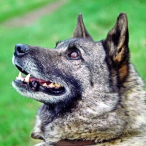 Masanori Hata Instagram - 忠誠心が高く、賢いエルクハウンド。家畜を守る犬たちは外からきた初対面の人に慣れるまで時間がかかることが多いのですが、ムツさんとはすぐに打ち解けてしまいました。見上げる瞳が素敵です🐾 #ムツゴロウの656 #はたまさのり #むつごろうさん #zoologist #writer #friendofanimals #norway🇳🇴