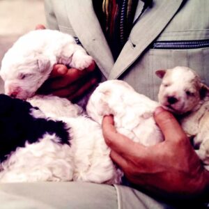Masanori Hata Instagram - 今日は、未来のトリュフ犬たち❤️🐾 仔犬、子猫、子馬…人間の赤ちゃん…笑 目がないムツさん、幸せそうです😆最後はイタリア、トリュフ犬ラゴットの里🇮🇹この美しい風景のなかでラゴットとトリュフ、探してみたいですよね😁 #ムツゴロウの656 #はたまさのり #むつごろうさん #zoologist #writer #italy #doglover