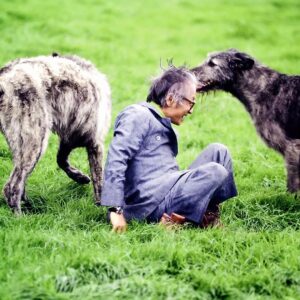 Masanori Hata Instagram - アイルランドを訪ねたムツさん、アイリッシュウルフハウンドたちに会いました🐾全犬種の中、体高は一番、と言われるだけあり、２枚目ご覧ください😲動物王国にもいましたが身体だけでなく心も豊かに大きく素晴らしい犬種ですよね😆❤️最後はウルフハウンドまみれになって遊ぶムツさんでした😄#ムツゴロウの656 #はたまさのり #むつごろうさん #zoologist #writer #friendofanimals #irishwolfhound