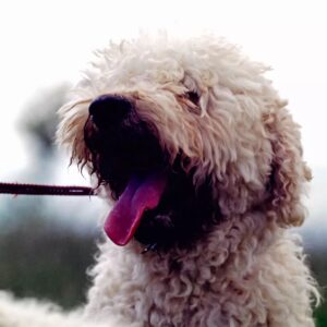 Masanori Hata Instagram - イタリアで出会ったトリュフ犬のラゴット🐾すぐれた嗅覚を持つ犬種ということで、この日も立派なトリュフを発見してくれました。そのあとご馳走になったトリュフオムレツは絶品だったそうです😆クルクルの毛に覆われたラゴット、かわいいですよね💕#ムツゴロウの656 #はたまさのり #むつごろうさん #zoologist #writer #friendofanimals #italy