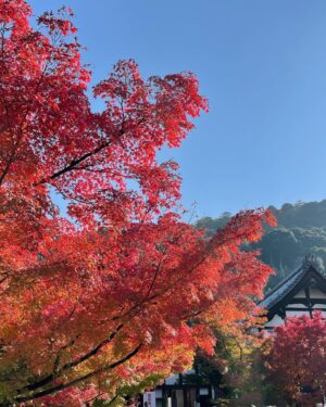 Masi Oka Instagram - Last post bugged out, so here are some more photos from Kyoto.  Wishing everyone a Happy Thanksgiving as well!
#TurkeyDay
#WorkDayInJapan
#金曜日だ
#もうすぐ12月
#東京はクリスマス模様
#次回予告
#イルミネーション
