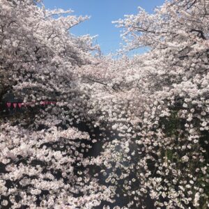 Masi Oka Instagram - Cherry Blossoms at the Meguro river. #sakura #桜 #ヒュルリーラ