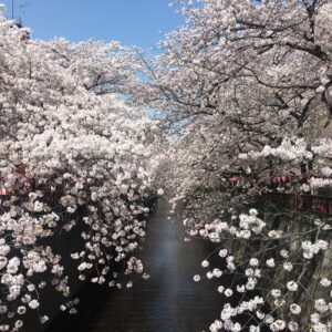 Masi Oka Instagram - Cherry Blossoms at the Meguro river. #sakura #桜 #ヒュルリーラ