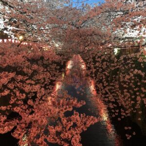 Masi Oka Instagram - #中目黒川
#平成最後の
#夜桜