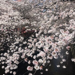 Masi Oka Instagram - Cherry Blossoms at the Meguro river. #sakura #桜 #ヒュルリーラ