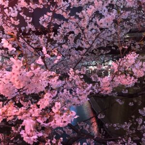 Masi Oka Instagram - #中目黒川
#平成最後の
#夜桜