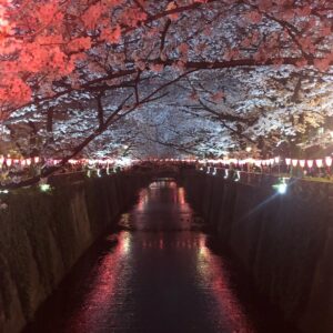 Masi Oka Instagram - #中目黒川
#平成最後の
#夜桜