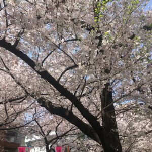 Masi Oka Instagram - Cherry Blossoms at the Meguro river. #sakura #桜 #ヒュルリーラ