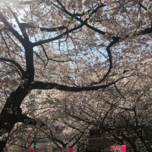 Masi Oka Instagram - Cherry Blossoms at the Meguro river. #sakura #桜 #ヒュルリーラ