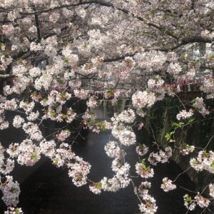 Masi Oka Instagram - Cherry Blossoms at the Meguro river. #sakura #桜 #ヒュルリーラ