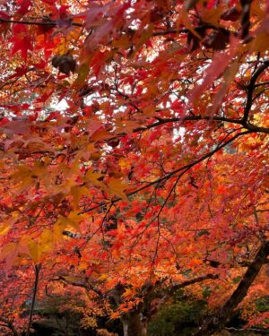 Masi Oka Instagram - 紅葉見に行こうよ〜　♪

#京都
#紅葉
#kyotofoliage
