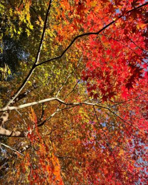 Masi Oka Instagram - 紅葉見に行こうよ〜　♪

#京都
#紅葉
#kyotofoliage