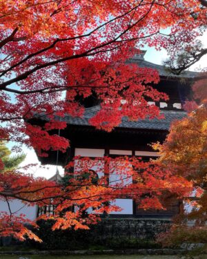 Masi Oka Instagram - 紅葉見に行こうよ〜　♪

#京都
#紅葉
#kyotofoliage