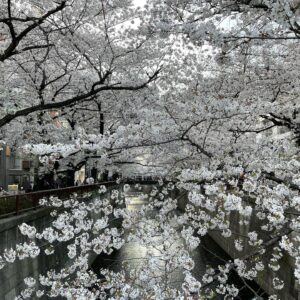 Masi Oka Instagram - Meguro river cherry blossoms.  今年は夜桜のライトアップが無いけど、やはり素晴らしい。
