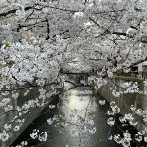 Masi Oka Instagram - Meguro river cherry blossoms.  今年は夜桜のライトアップが無いけど、やはり素晴らしい。