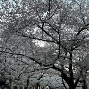 Masi Oka Instagram - Meguro river cherry blossoms.  今年は夜桜のライトアップが無いけど、やはり素晴らしい。