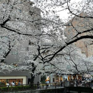 Masi Oka Instagram - Meguro river cherry blossoms.  今年は夜桜のライトアップが無いけど、やはり素晴らしい。