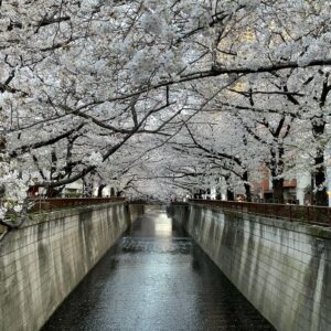 Masi Oka Instagram - Meguro river cherry blossoms.  今年は夜桜のライトアップが無いけど、やはり素晴らしい。