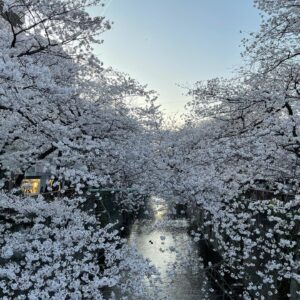 Masi Oka Instagram - Meguro river cherry blossoms.  今年は夜桜のライトアップが無いけど、やはり素晴らしい。