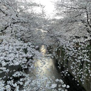 Masi Oka Instagram - Meguro river cherry blossoms.  今年は夜桜のライトアップが無いけど、やはり素晴らしい。