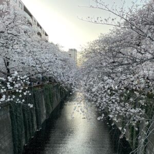 Masi Oka Instagram - Meguro river cherry blossoms.  今年は夜桜のライトアップが無いけど、やはり素晴らしい。