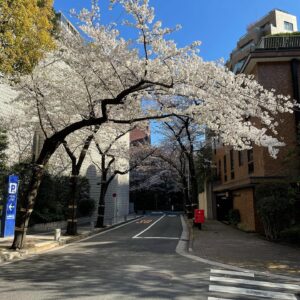 Masi Oka Instagram - My favorite time of year in Japan.

#cherryblossoms
#sakura
#サクラ