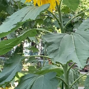 Masih Alinejad Instagram - .
امسال بدون گل‌های آفتابگردان، تنهاترم…. دوباره باغچه‌ای خواهم ساخت پر از بوی نعنا و ریحان، پر از آفتابگردان، پر از مادرم…

روستایی که باشی می‌دانی که ما بدون دار و درخت و گل و گیاه و صدای باد و رودخانه، انگار خانه‌گم کرده‌گانیم….
اینجا خانه‌ام در نیویورک بود که دیگر از آن دور شده‌ایم…..