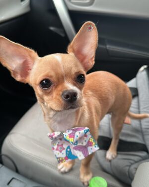 Matheus Crivella Instagram - Foi aniversário da minha princesa, podem dando os parabéns pra ela! 🤣😍🐶
#FionaFaz1Ano