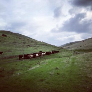 Matt Letscher Instagram - Family cattle drive. Out and about with my beautiful beasts (and also some horses and cows.) Goodness.

#merrychristmas 
#horses 
#cows 
#family
#141