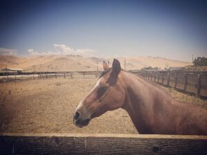 Matt Letscher Instagram - This is Keystone. He’s 39 years old. I don’t know a ton about horses, but I know that 39 is fucking super old for a horse. I’d try and translate that to human years, but that just feels insulting to a tough old boy like this. So shouts to Keystone, out here making it look easy. 
#horsesofinstagram