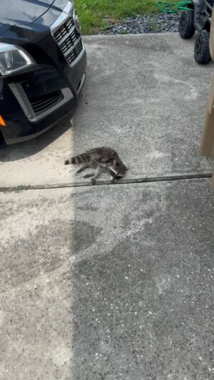 Matthew Frederick Riddle Instagram - Raccoons are cool! 

PS he’s fine just tired from eating garbage