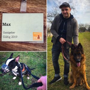 Max Krüger Instagram - Sie sehen: Meinen Gassigängerausweiß für den @tierschutzberlin, meinen Prüfungshund Niro (unten links) und Kübüsch aka Teddy (rechts), den ich spontan auch gleich noch ausgeführt hab.
#GassiGang