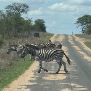 Maxim Baldry Instagram - ZEBRA CROSSING!!!! 🦓🦓🦓🦓🦓🚸🚸🚸🚸🚸