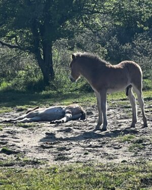 Maxim Hartman Instagram - Was gister dus anoniem in de Kennemer Duinen. Een kustnatuurgebied in Noord Holland. Geen grap. Echt Verbazingwekkend mooi. Foto 1 is nog wat agressief. Waarschijnlijk boswachter tegen burn out aan want het was nogal hoog water daar. Afijn 27 km gewandeld. Eenmaal op het strand aangelopen zag ik een kwal. Zie foto 7. Wanneer je nog veel meer kwallen wilt zien, moet je even naar het terras van strandtent Parnassius. Daar zitten er nog veel meer. En door. Foto 8 was enige echte minpuntje. Zie dat onsmakelijke schimmelschuim. Waarschijnlijk wat witte vloed uit de vagijnen van vrouwen in den overgang. Gelukkig maakten de wilde paardjes het weer goed. Jammer dat dat ene puberhengstje weer zo nadrukkelijk met zijn uit de kluiten gewassen paardenpikkie moest lopen pronken.  Natuurlijk is er een hoop mis in de wereld en met veel mensen ook. Maar gelukkig zijn er ook nog veel mooie fijne dingen te zien en te vinden. Dus focus je ook daar eens op. 💪🏻🔥💓