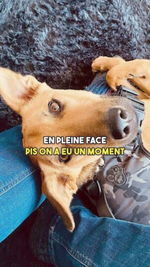 Maxim Martin Instagram - La rencontre de son nouveau meilleur ami avec @petermilleractor . #podcast #dealavec #chien