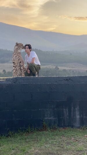 Maximilian Lee Piazza Instagram - In memory of Zulu 🐆 @cornellskop 

#southafrica #wildlife #magicalmoments #cheetah #animalsofinstagram #animallover #viralvideos #viral #reels #bts #inspirational #theuniverse