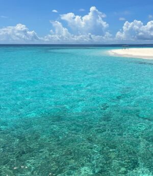 Meadow Walker Thornton-Allan Instagram - Happy World Oceans Day 🩵💙